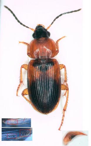 Réf. 255 663 : Stenolophus teutonus